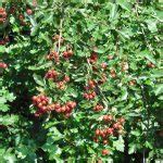 Pruning Indian Hawthorns - When And How To Prune An Indian Hawthorn