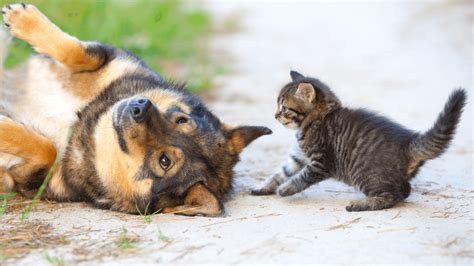 Cat and Dog Playing or Fighting: How Can You Tell? – Door Buddy