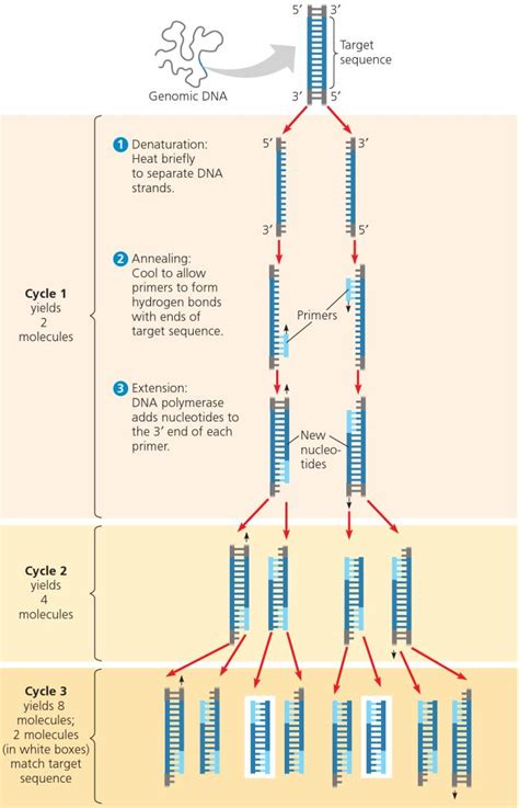 Briefly Describe the Cycle Involved in Pcr