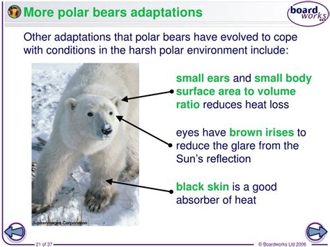 Unusual Adaptations Of A Polar Bear