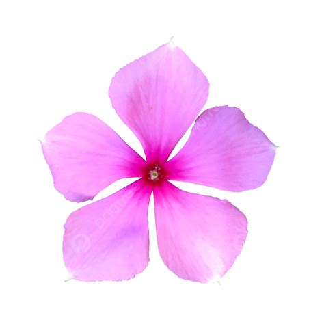 Periwinkle Flower Pink Blossom, Periwinkle, Flower, Pink PNG ...