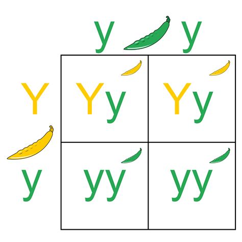 Why are punnett squares useful in genetics? + Example