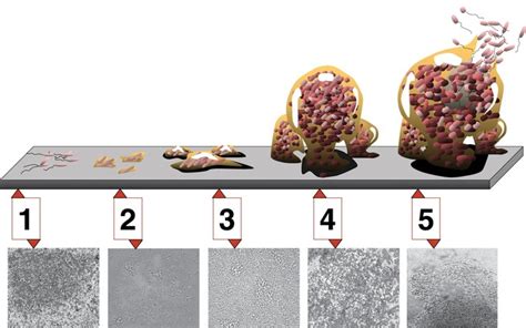 Penetrating Host Defenses | Boundless Microbiology