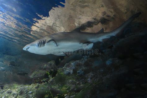 Great White Shark in the Aquarium, Carharodon Carcharias Stock Image ...