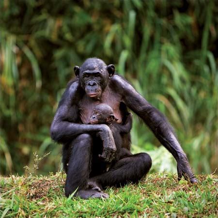 The Scandalous Social Lives of Bonobos | Saving Earth | Encyclopedia ...