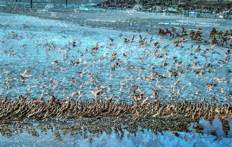 Sandpiper Migration Photograph by Catherine Pearson - Fine Art America