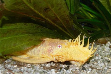 Albino Bristlenose Pleco – Detailed Guide: Care, Diet, and Breeding ...