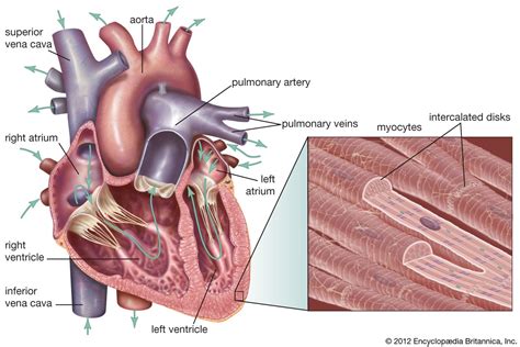 cardiac muscle | Definition, Function, & Structure | Britannica