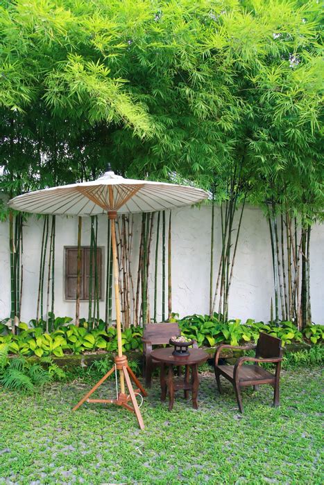 10 Bamboo Landscaping Ideas - Garden Lovers Club