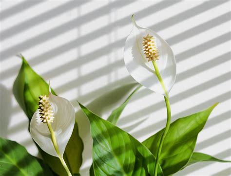 How to Get Your Peace Lily to Bloom