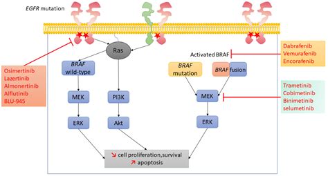 Pharmaceutics | Free Full-Text | Targeting BRAF Activation as Acquired ...