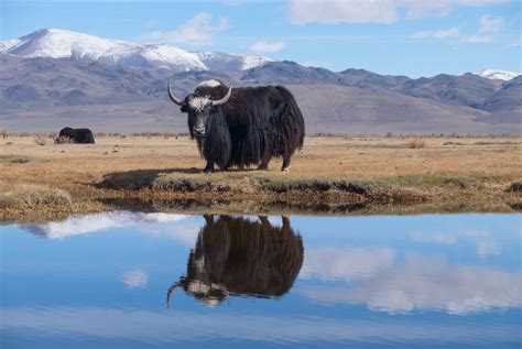 Tibetan Wildlife: Animals and Birds - Wonders of Tibet