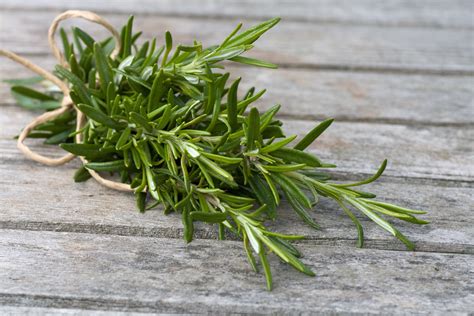 Greek Rosemary: Cooking and Medicinal Info