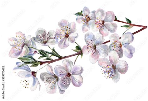 Watercolor flowers cherry. Illustration on white background. Stock ...