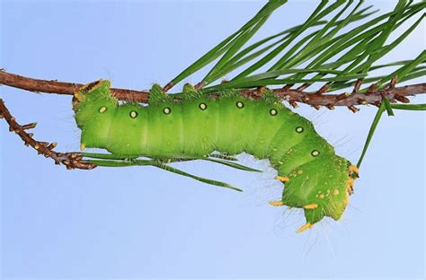 Caterpillar Identification Guide: Find Your Caterpillar With Photos and ...