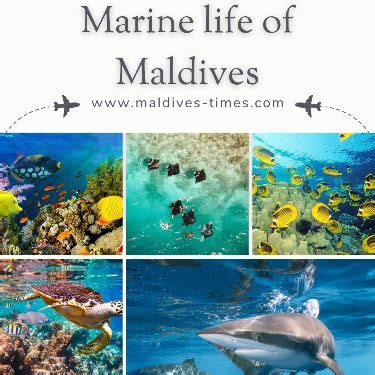 Marine Life of Maldives