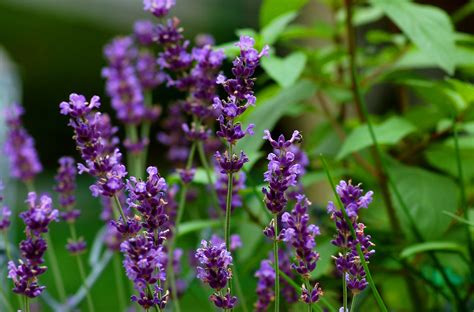 10 Evergreen Flowering Plants for Your Garden - Managerial Tips