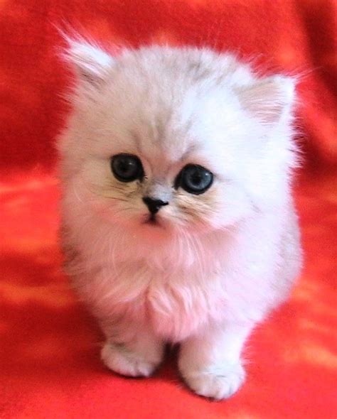 Fluffy Cat Breeds That Stay Small - Pets Lovers