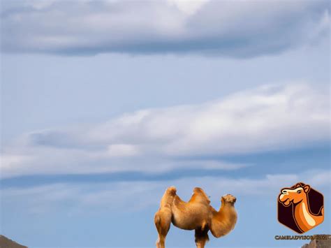 Conservation Efforts for Bactrian Camels: Challenges and Opportunities