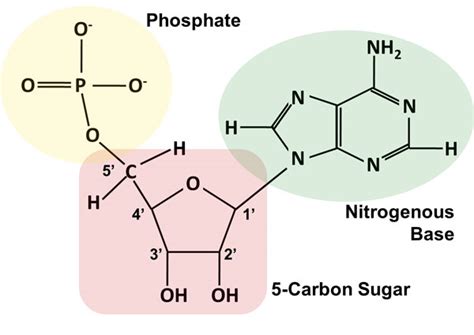 Nucleotides | bartleby