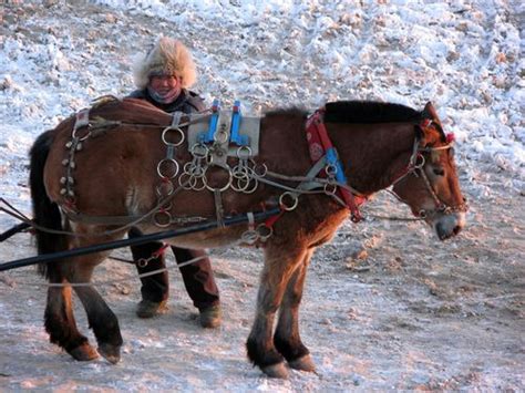 Heihe horse. The Heihe developed on the basis of Soulun and Mongolian ...