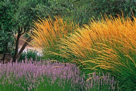 Ornamental grasses capture attention with easy beauty, easy care ...