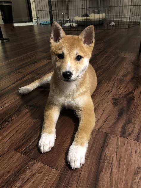 Shiba Inu Puppies For Sale | Los Angeles, CA #321001