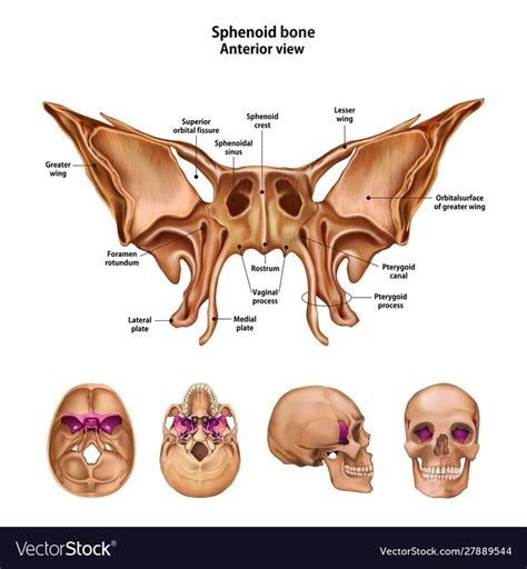 Épinglé par Nysa sur anatomia | Médecin illustration, Anatomie du crane ...