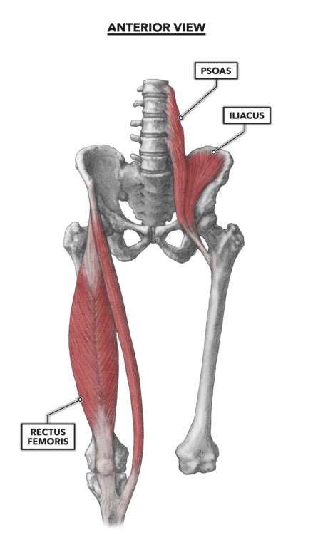 Hip Muscles And Tendons Diagram : Muscles of the Thigh and Gluteal ...