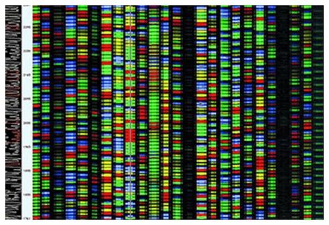 'Measuring stick' for human gene sequencing unveiled -- Science ...