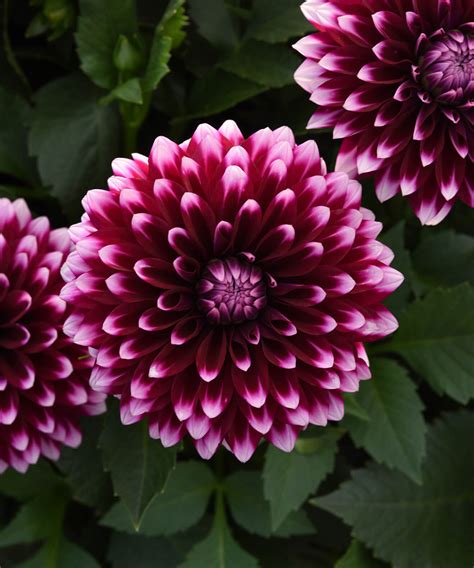 Dahlia Care Guide | Bloomscape