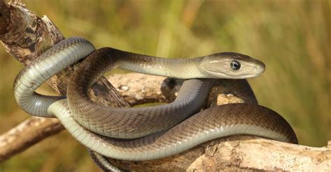 Why the Black Mamba is the World’s Most Dangerous Snake - A-Z Animals