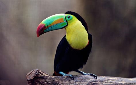 Toucan Desktop Wallpapers - Top Free Toucan Desktop Backgrounds ...