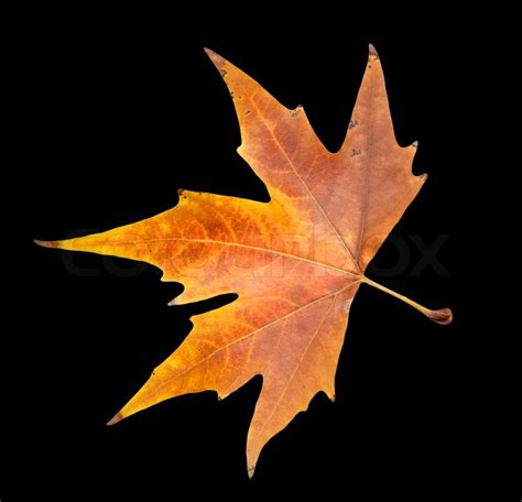 Autumn leaf on a black background | Stock image | Colourbox