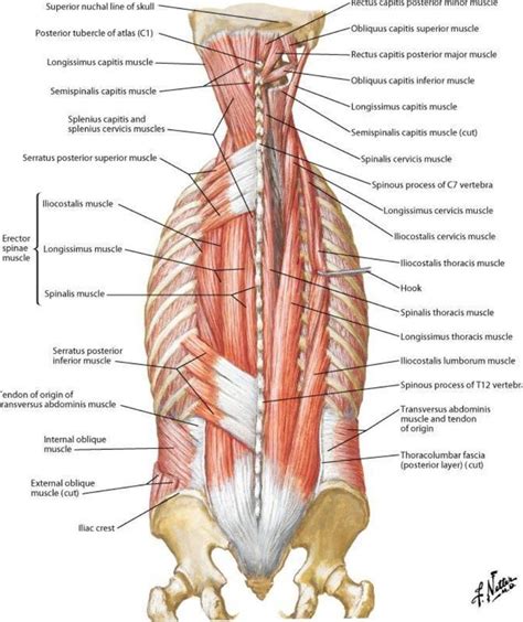 Posterior muscles in the thoracic and lumbar region - Netter