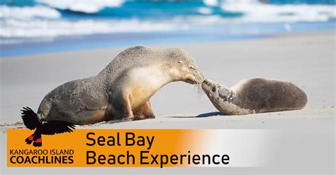 Seal Bay Beach Experience - Kangaroo Island Coachlines