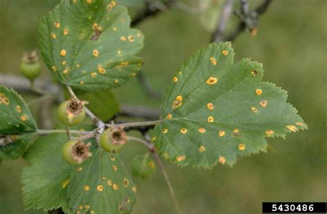 American hawthorn rust (Gymnosporangium globosum)