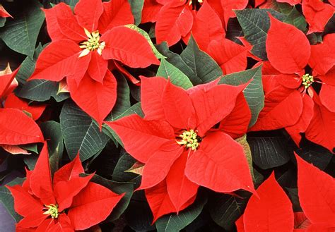 Poinsettia | Description, Flower, Christmas, Poisonous, & Facts ...