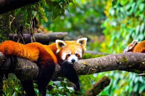 Red Panda: Where Do You Find Red Panda in India - Read on Tripoto