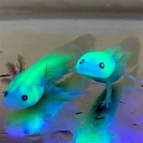 GFP Axolotl Guide: Why Glowing, Care & Diet - AC Aquarium Life