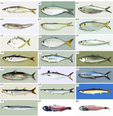 1 Some examples of common pelagic fish species in the Western Indian ...