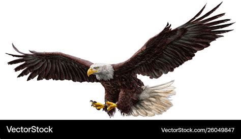 Bald eagle flying draw and paint on white Vector Image