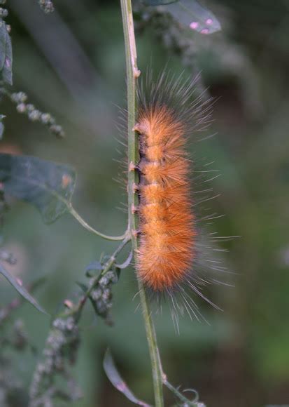 Virginia Tiger Moth Caterpillar | Project Noah