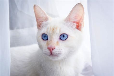 9 Cat Breeds With Blue Eyes That'll Take Your Breath Away | LoveToKnow Pets