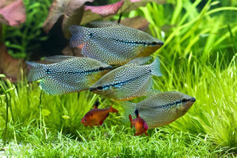 10 Great and Easy Aquarium Plants That Make Gouramis Happy – Aquarium ...