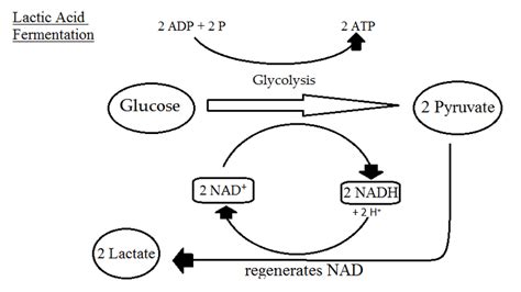 alcoholic fermentation steps