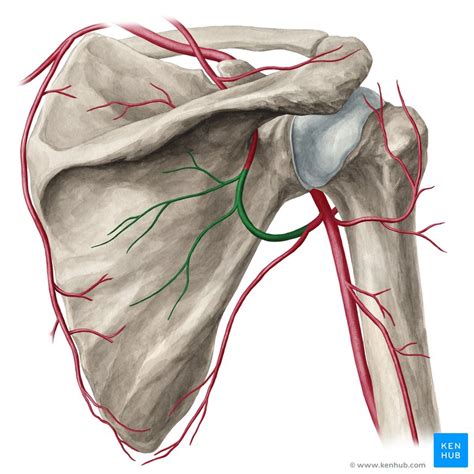 Circumflex scapular artery: Anatomy, branches, supply | Kenhub