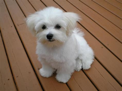 Maltese Dog Breed Information, Images, Characteristics, Health