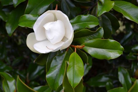 Evergreen Magnolia Selections to Consider - UF/IFAS Extension Escambia ...