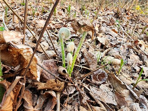 Fiddlehead identification : r/foraging